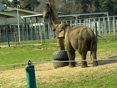 Woburn Safari Park-Woburn必去景点