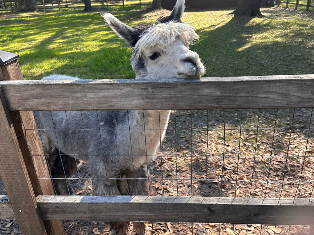 Shady Rest Alpacas-杰克逊维尔必去景点