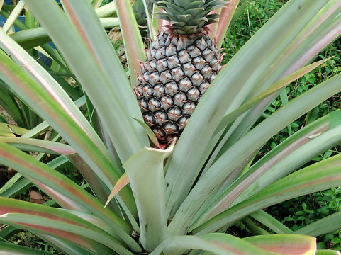 Euro Vietnam Diving-Viry-Chatillon必去景点