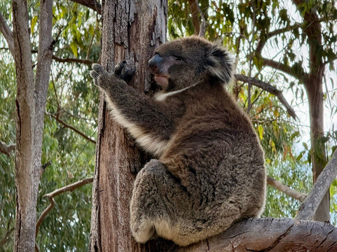 Yanchep National Park-扬切普必去景点