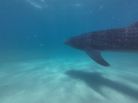 Mafia Island Dream Adventures-Kilindoni必去景点