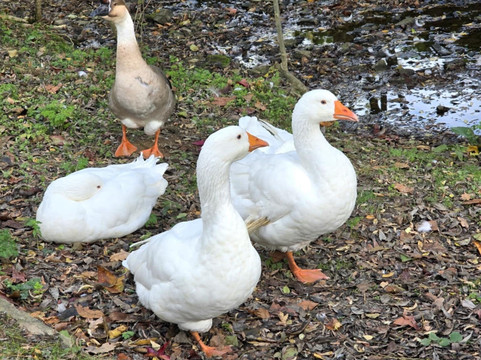 Natural'Parc-Ombrée d'Anjou必去景点