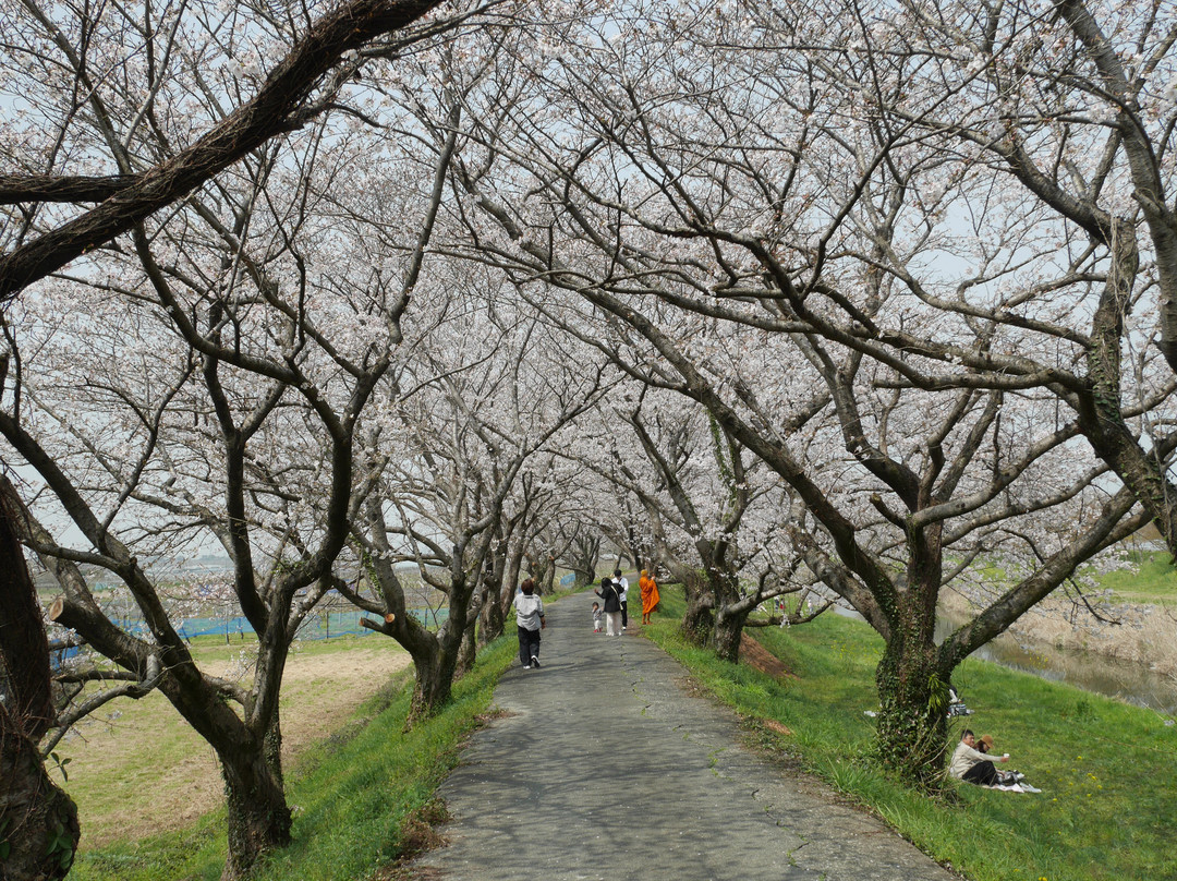 Sakura Trees along Nagare River-浮羽市必去景点