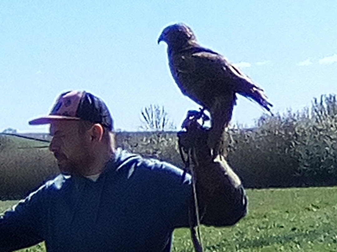 Bird on the Hand Falconry Experiences-Church Langton必去景点
