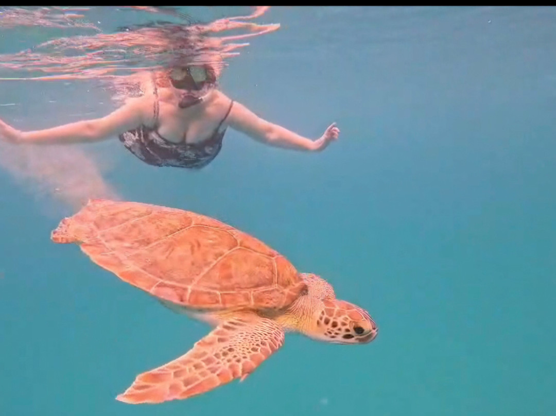Barbados Snorkeling Tours by Hayden Browne-Holetown必去景点