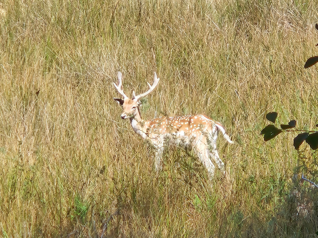 La Vallee des Daims-Junhac必去景点