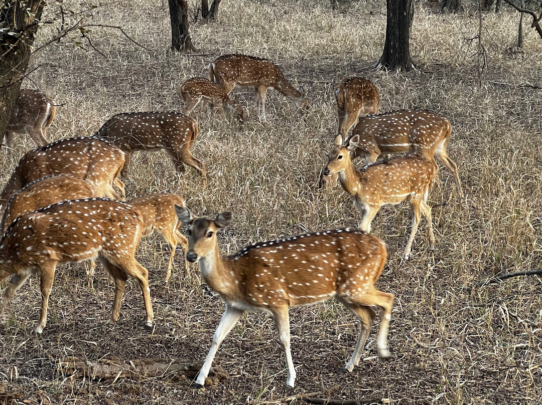 Rifa Tours India - Private Day Tour-瑟瓦伊马托布尔必去景点