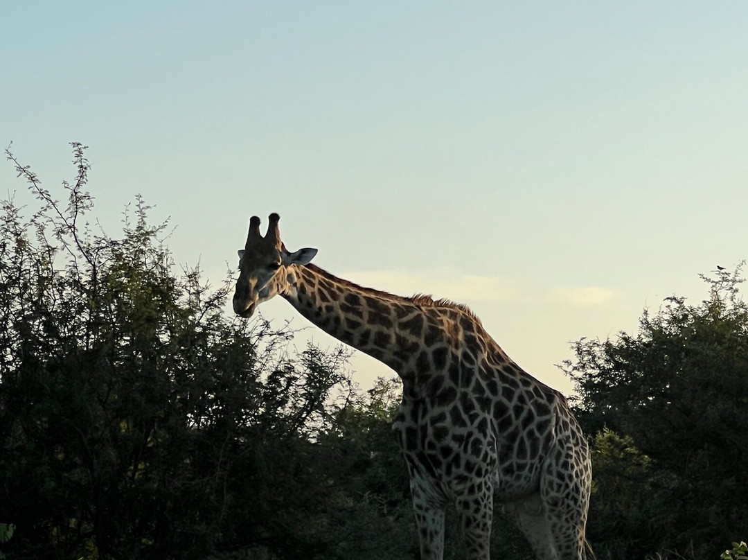 Southern Kruger Safaris-玛洛斯帕克必去景点