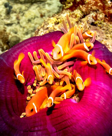 Scuba Journey-乌库拉斯必去景点