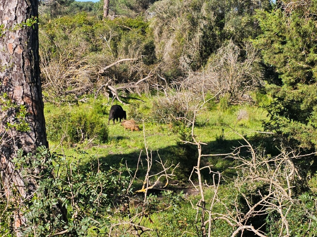 Donana Visitas-El Rocio必去景点