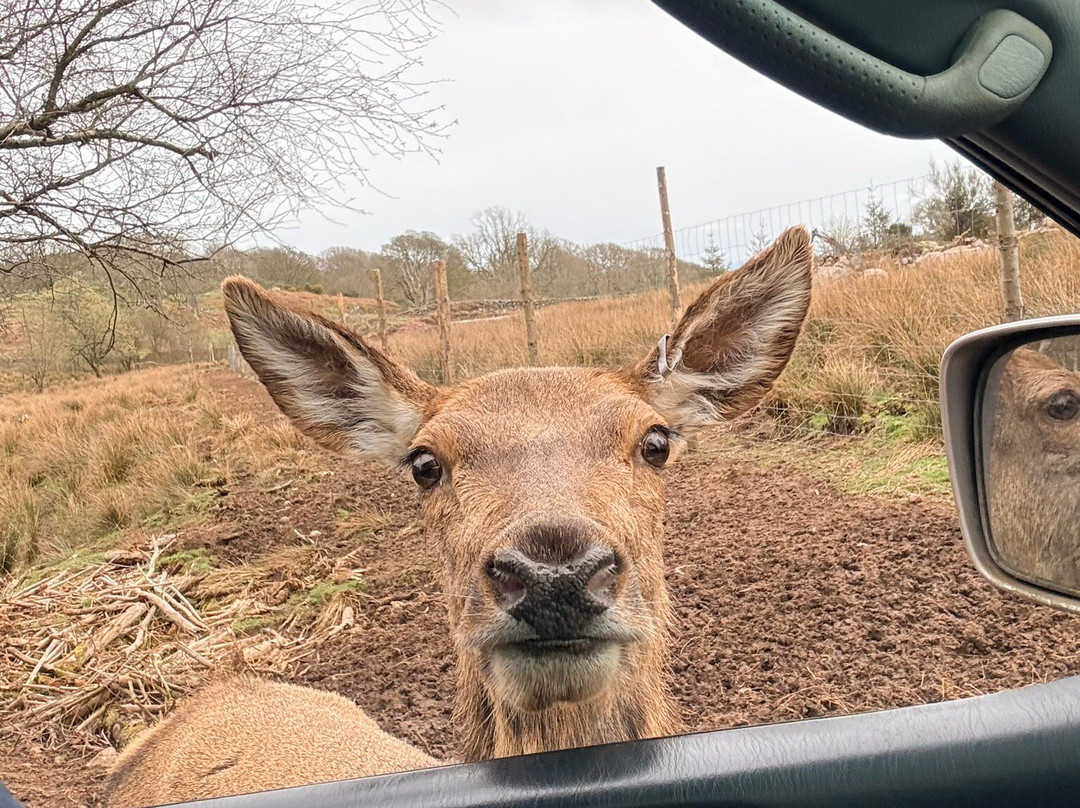 Bainloch Deer Park-Dalbeattie必去景点