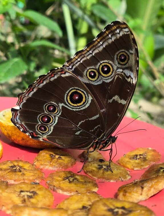 Nathaly Butterfly Garden-明多必去景点