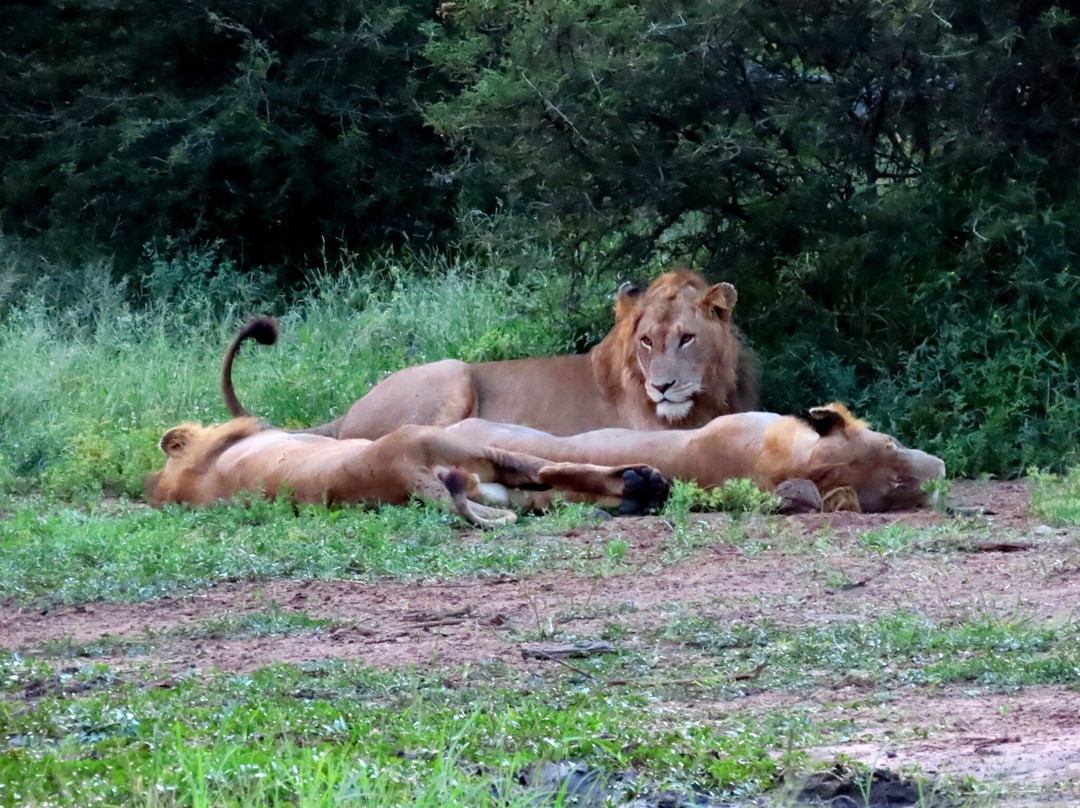 Royal Safaris-库马堤港必去景点