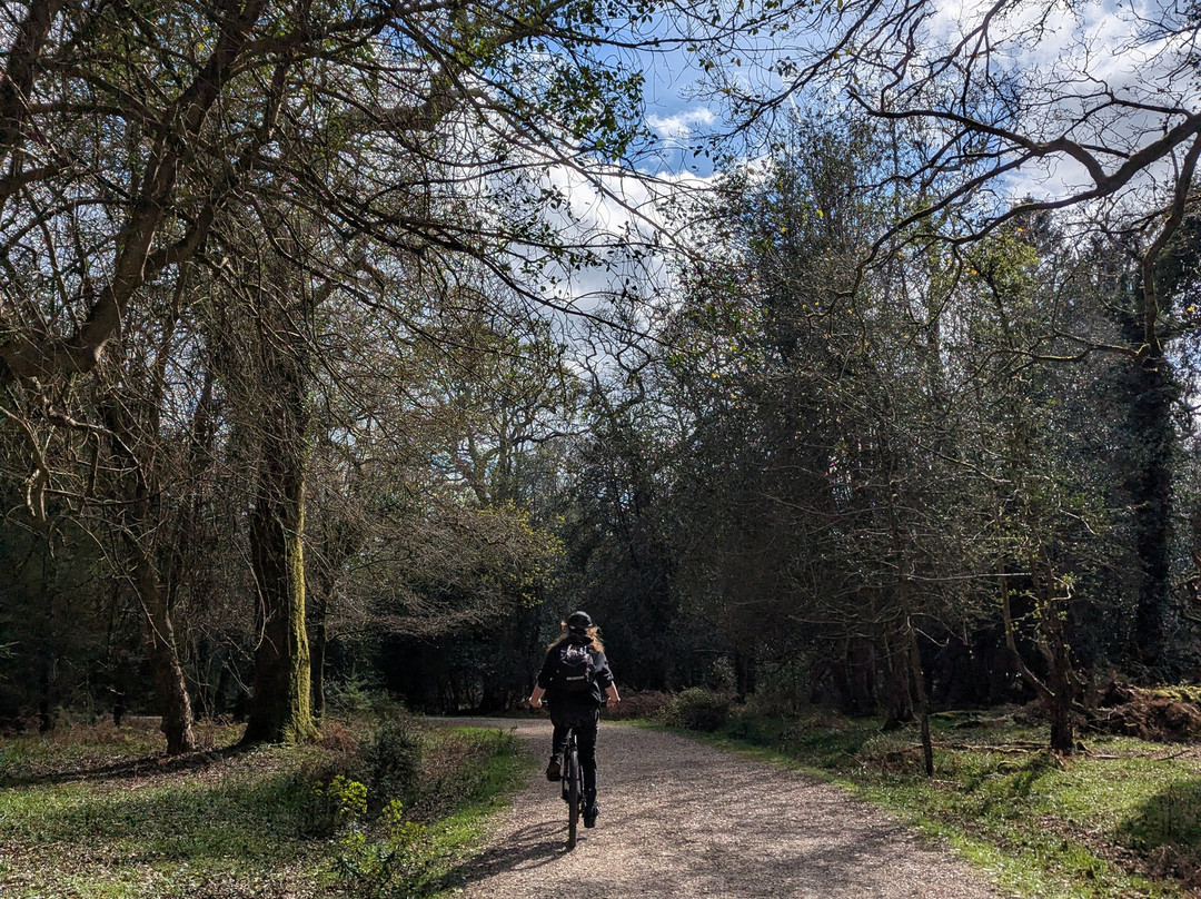 Cyclexperience (new Forest)-Brockenhurst必去景点