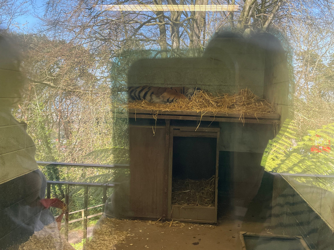 Welsh Mountain Zoo-科尔温湾必去景点