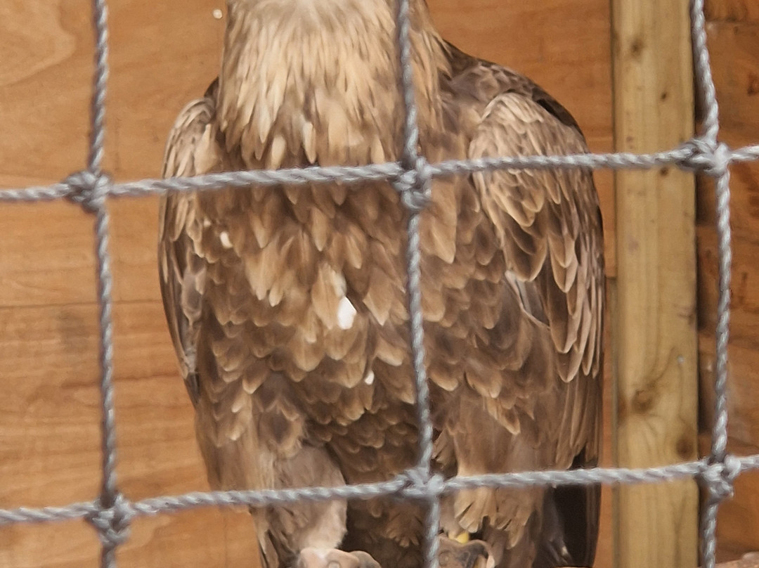 The British Bird of Prey Centre-喀麦登必去景点