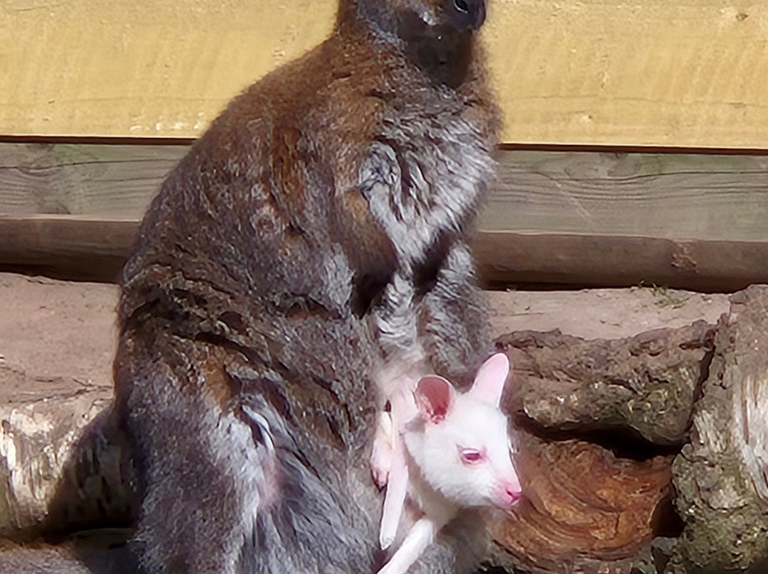 Yorkshire Wildlife Park-Auckley必去景点