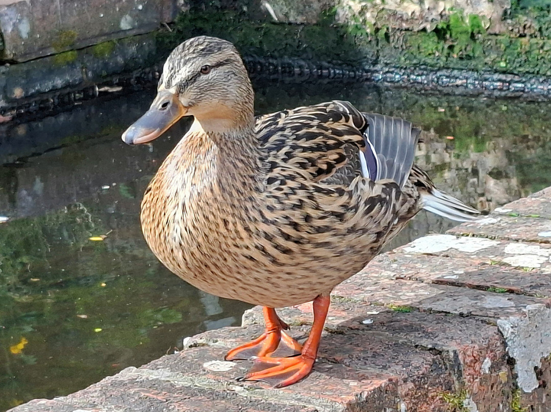 The Quarry Park-什鲁斯伯里必去景点