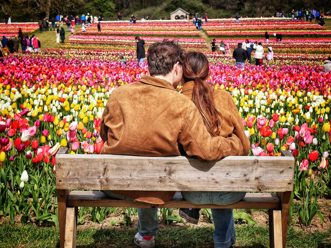 Tulleys Tulip Garden - Warwickshire-沃里克必去景点