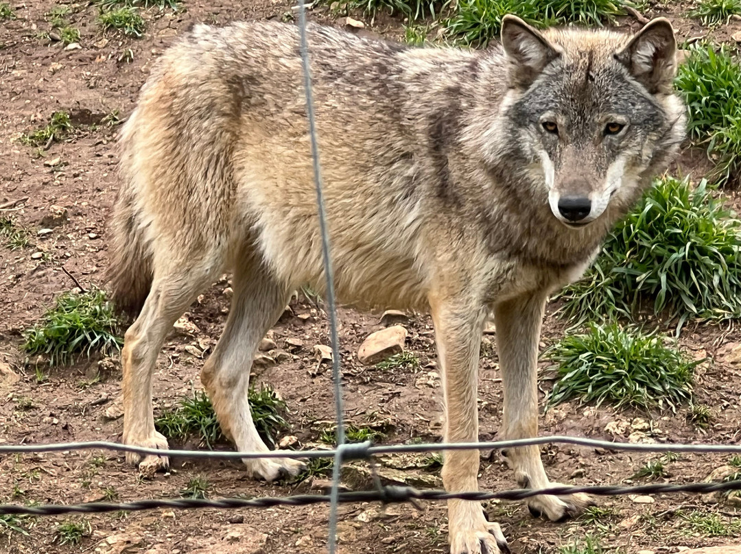 Lobo Park-安特克拉必去景点