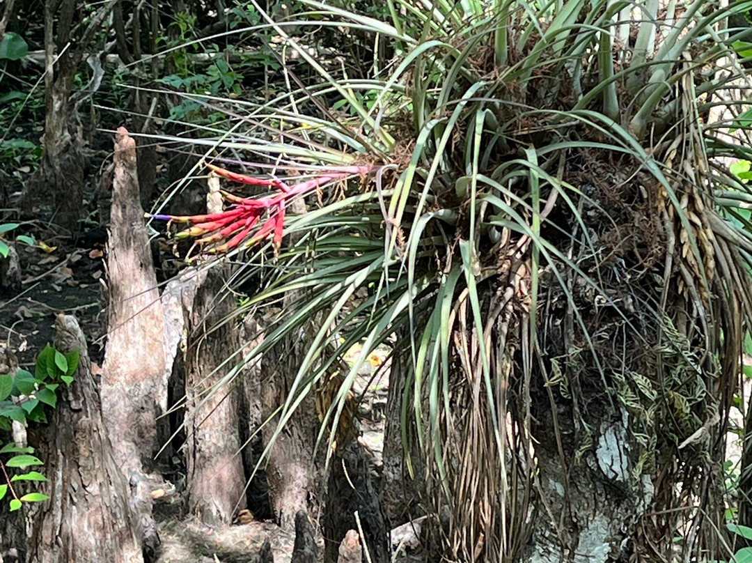 Six Mile Cypress Slough Preserve-迈尔斯堡必去景点