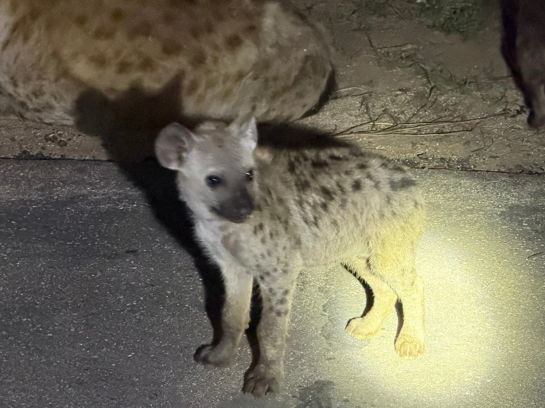 Kruger National Park-尼斯普鲁特必去景点