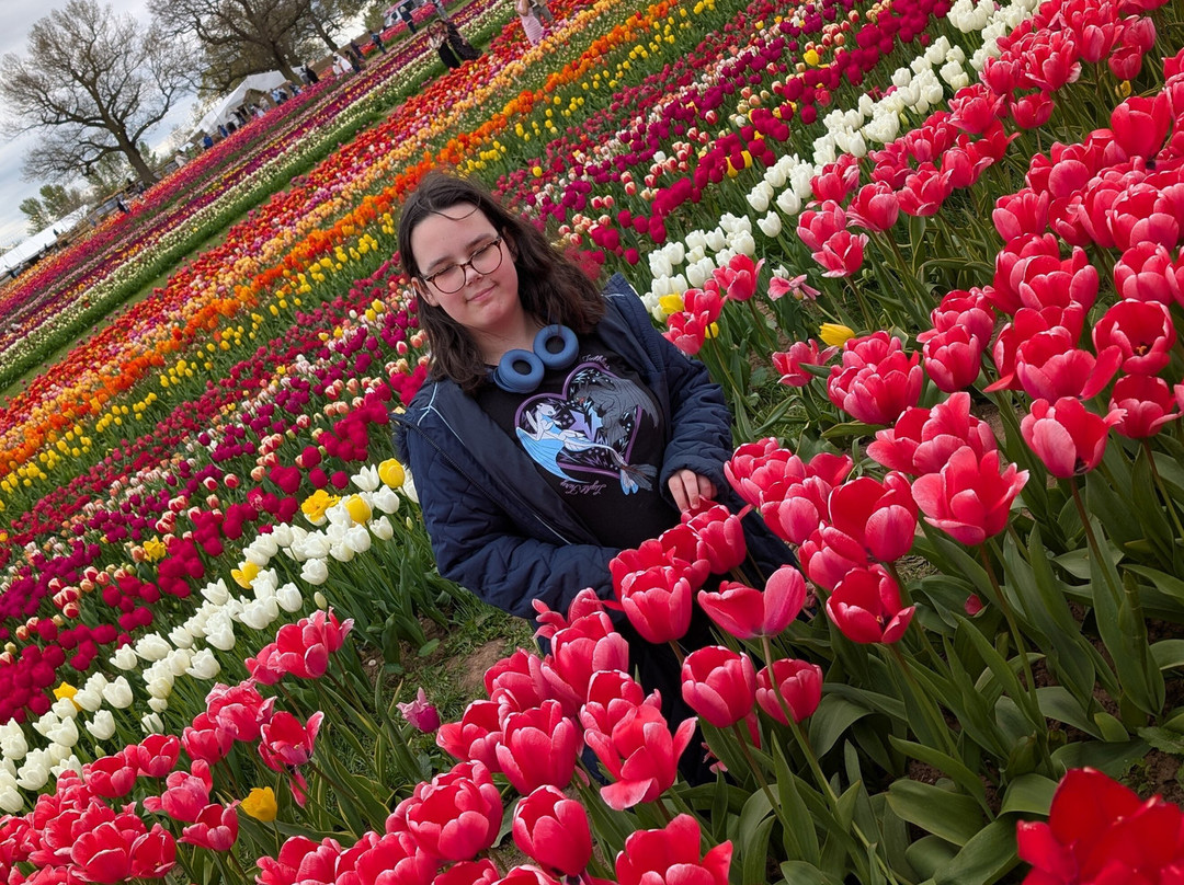 Tulleys Tulip Garden - Warwickshire-沃里克必去景点