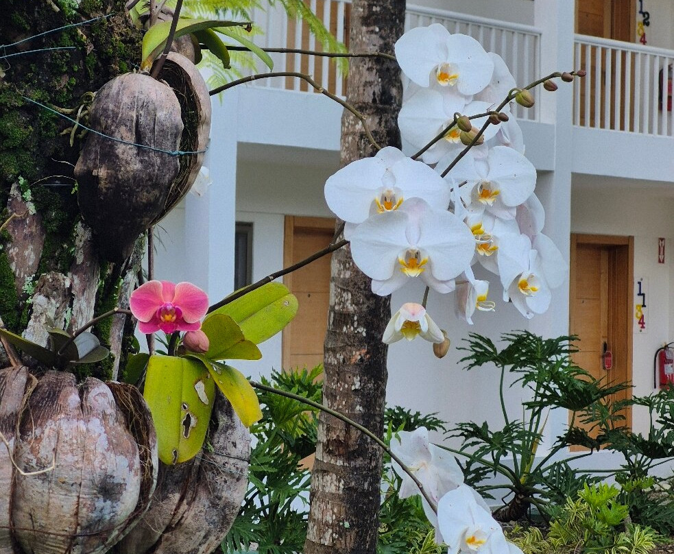 韦瓦V 萨玛纳全包度假村，温德姆Trademark精选主图