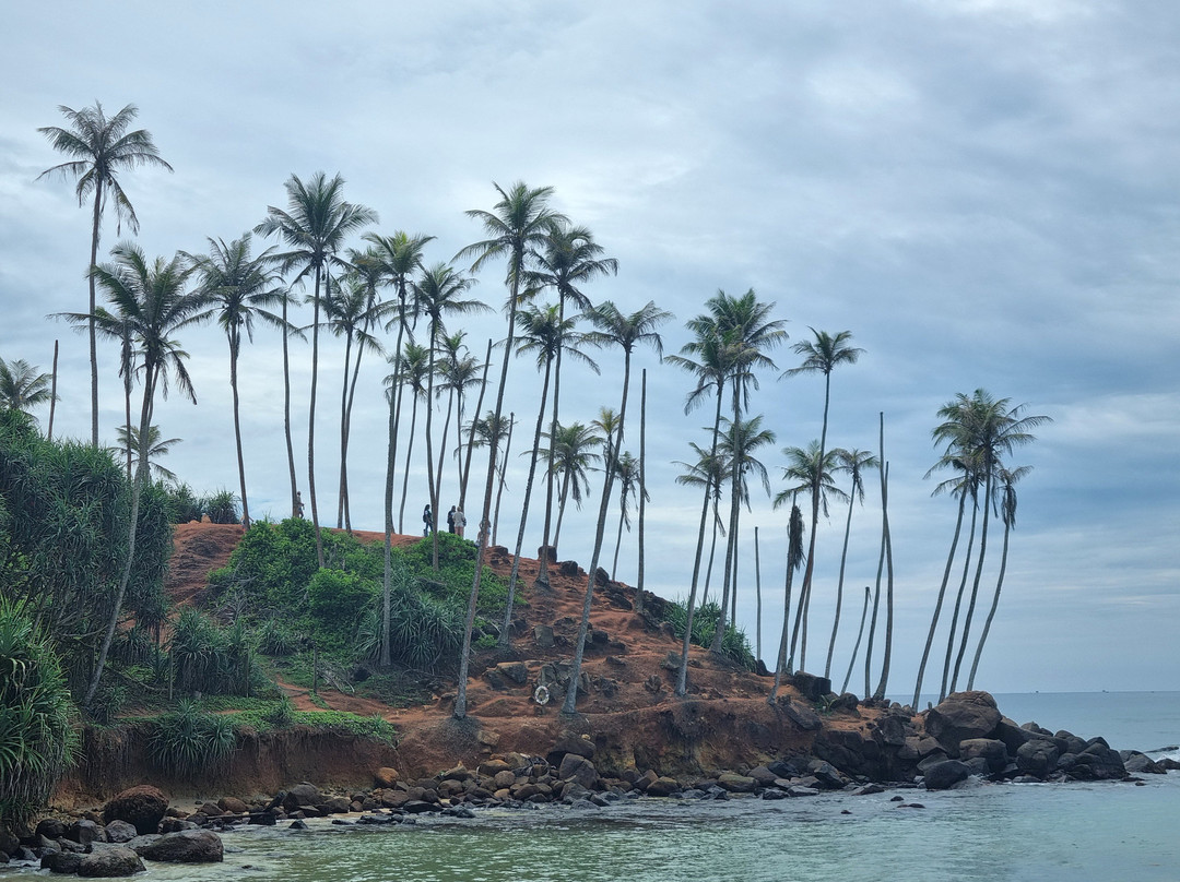 Coconut Tree Hill-美蕊沙必去景点