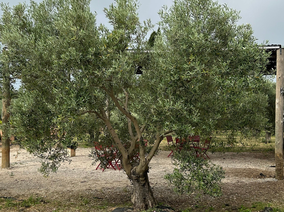 Monterosa Olive Oil Farm-Moncarapacho必去景点