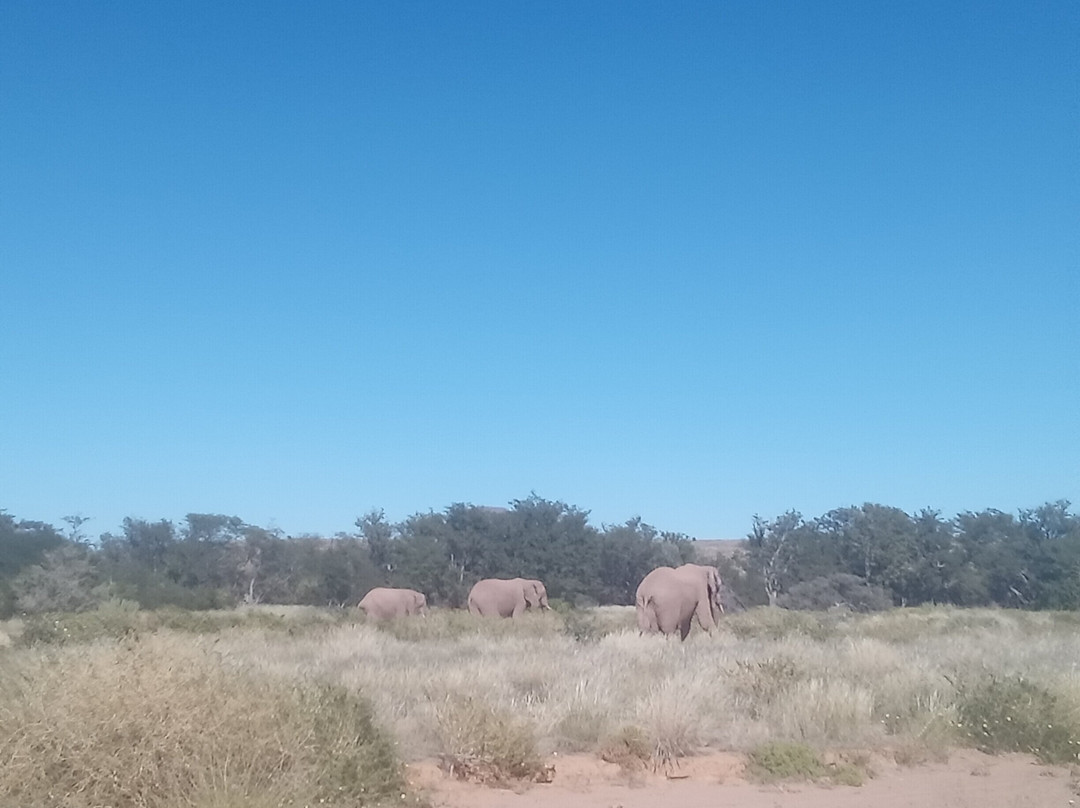 Dessert Elephants Conservation - Kunene Region-Opuwo必去景点