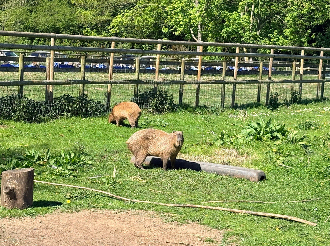 Hoo Zoo And Dinosaur World-特尔福德必去景点