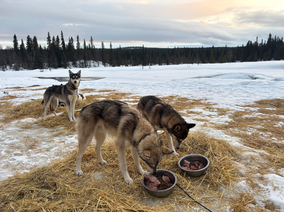 Petter Karlsson Sleddogs-Slussfors必去景点