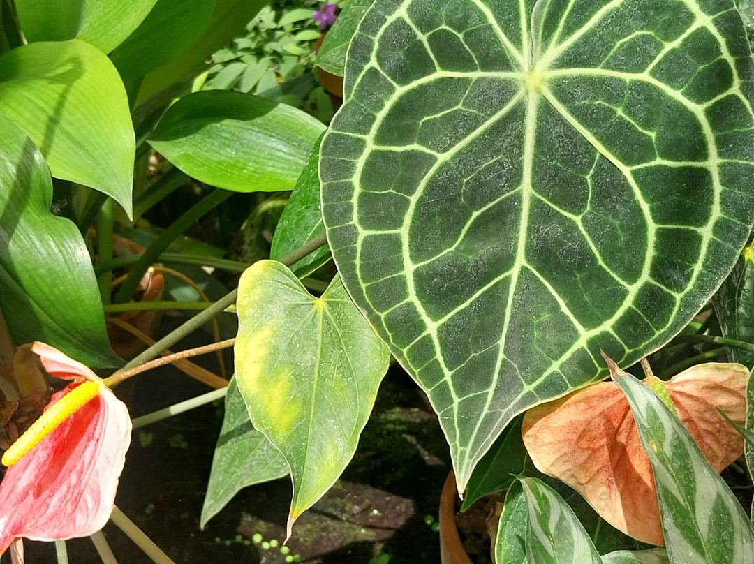 Orto Botanico 1545-帕多瓦必去景点