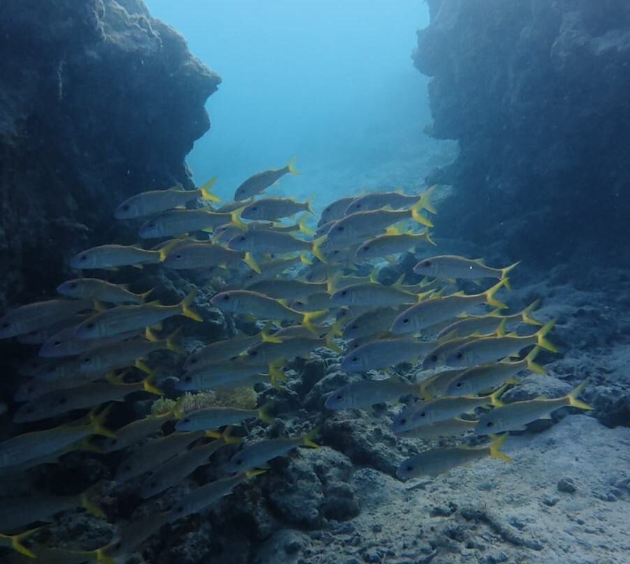 Scuba World Diving Mauritius-马喜埔必去景点