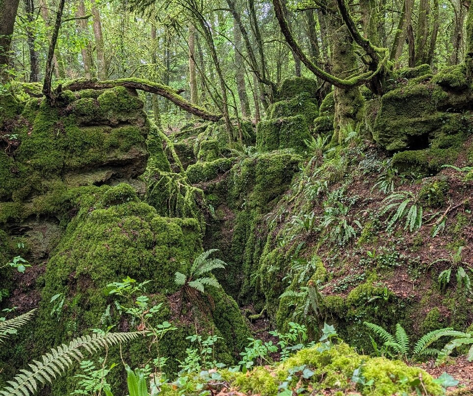 Puzzlewood-Coleford必去景点