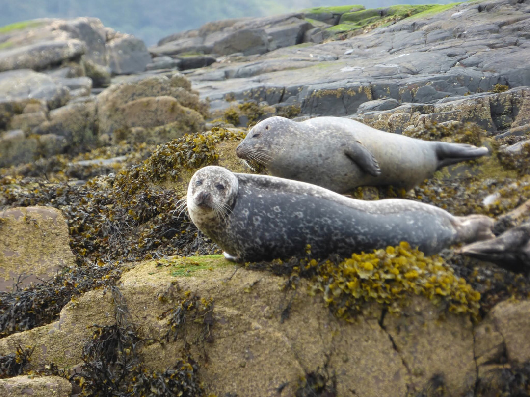 Calum's Seal Trips-Plockton必去景点