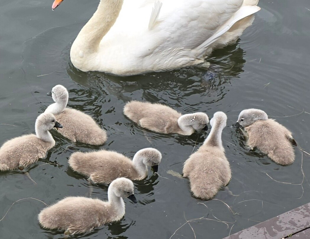Llandrindod Wells Lake Park-兰德林多德威尔斯必去景点