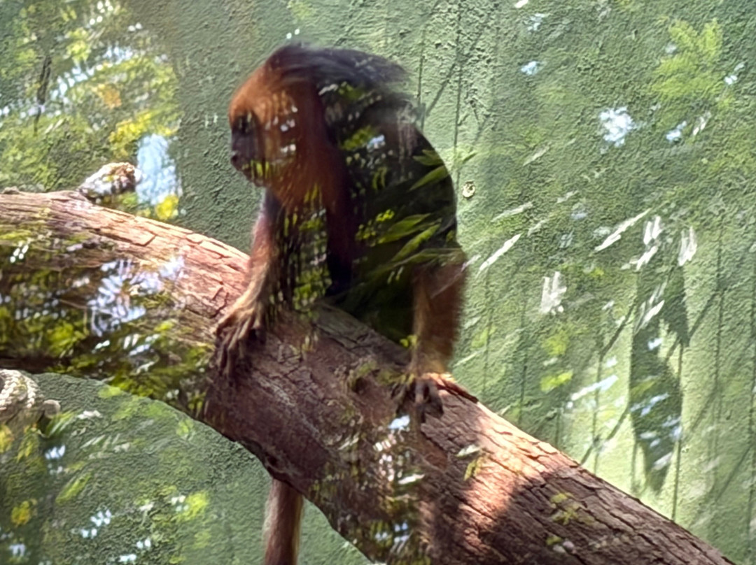 Akumal Monkey Sanctuary & Rescued Animals-艾库玛尔必去景点