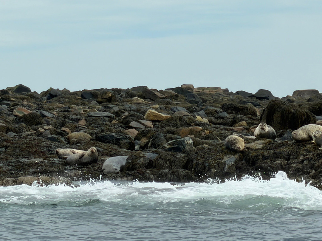 Acadia Puffin Cruise-Steuben必去景点