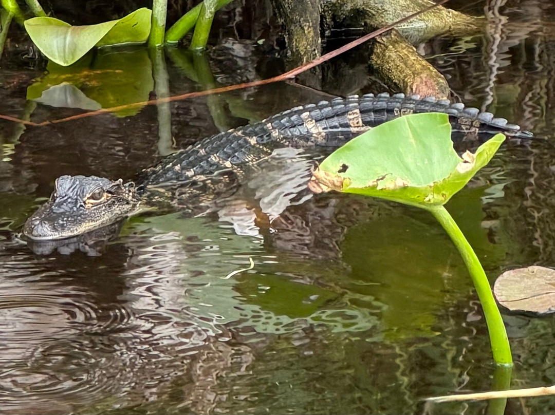 Everglades Swamp Tours-Everglades Wildlife Management Area必去景点
