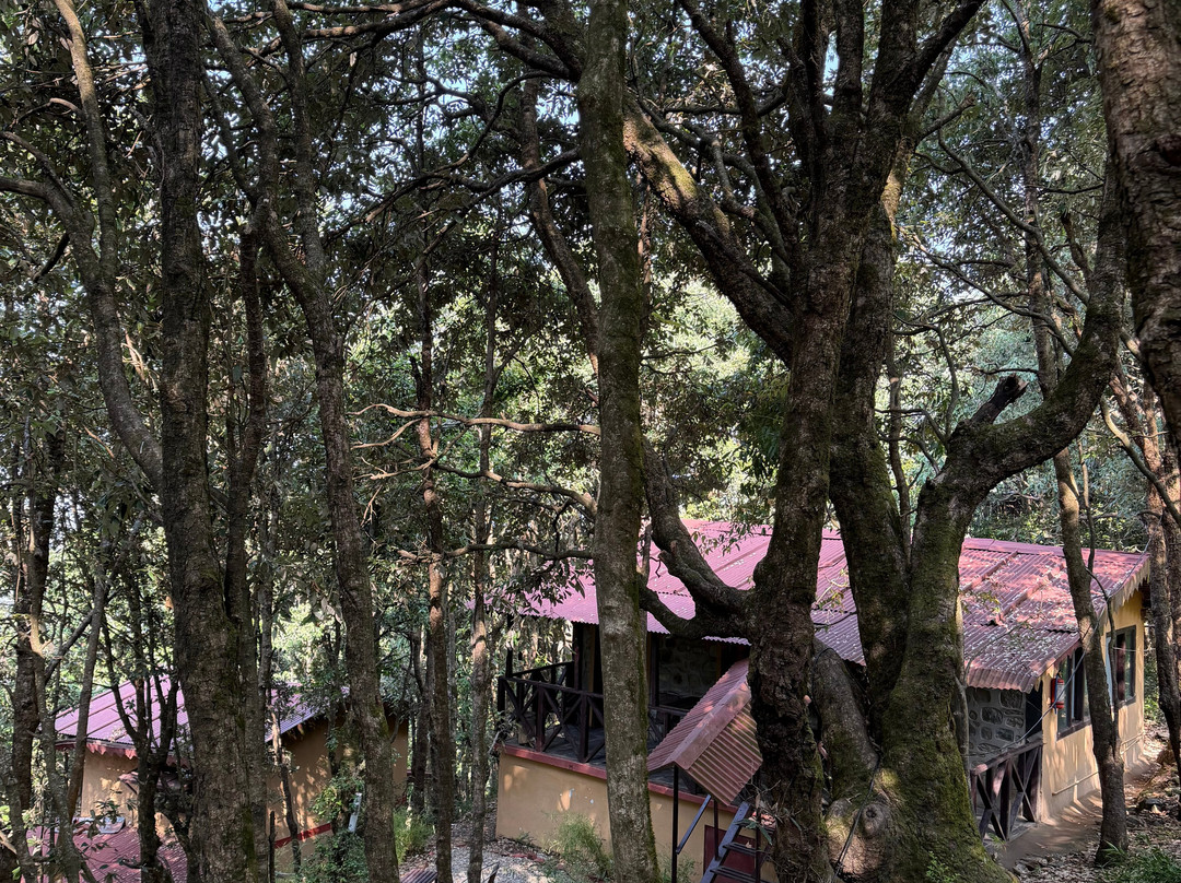 丛林传说观鸟小屋主图