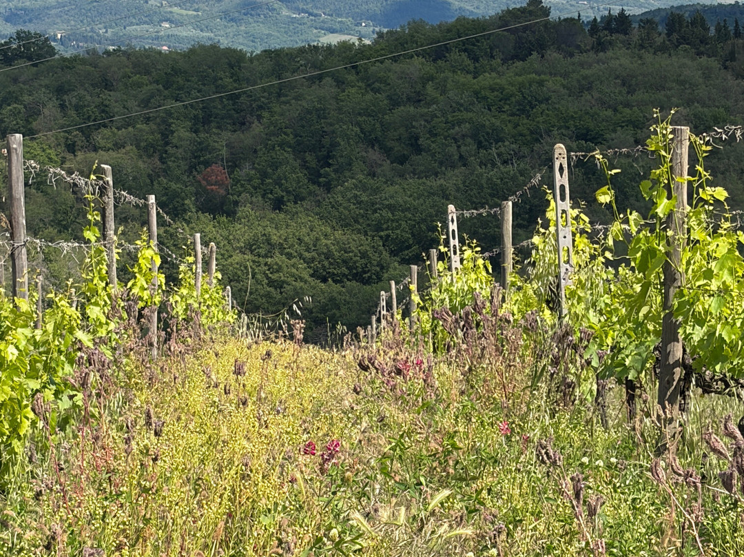 Solatione-Mercatale di Val di Pesa必去景点