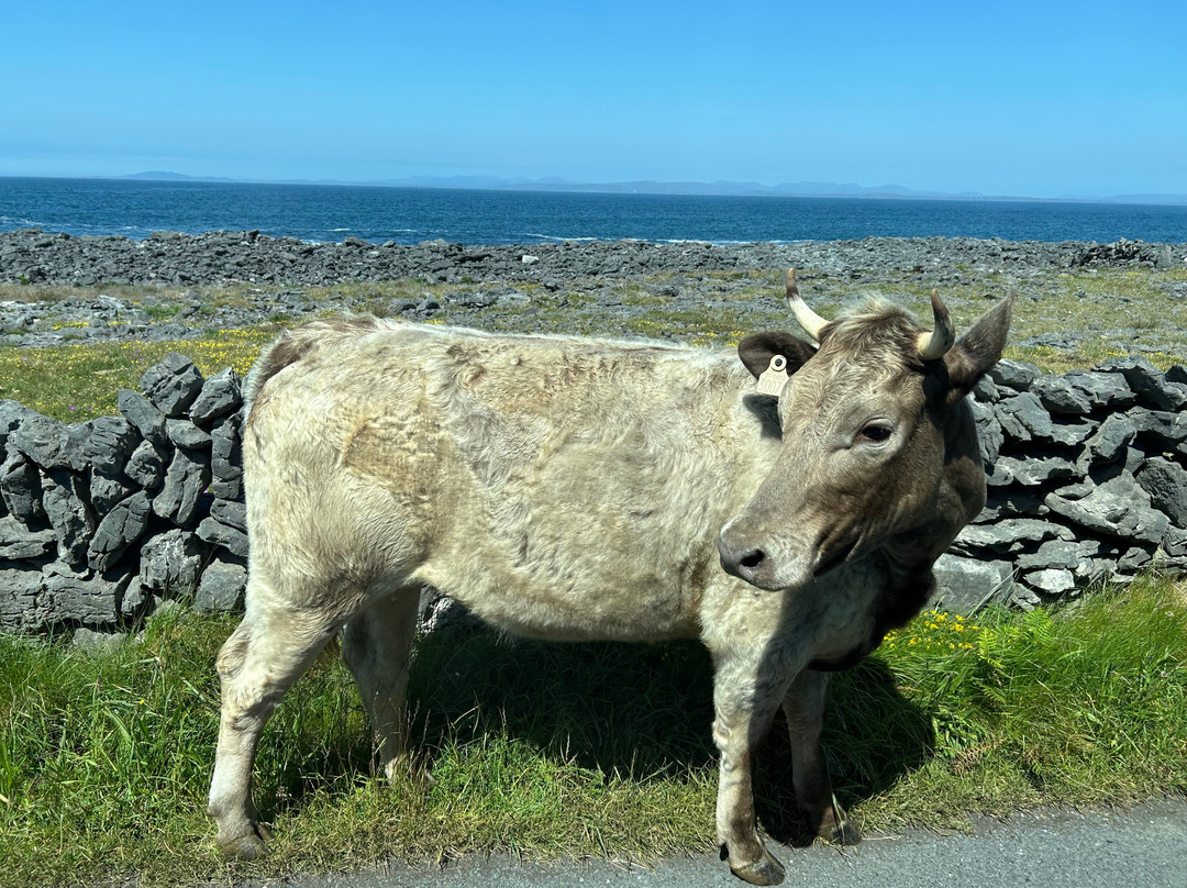 Aran Celtic Tours-Kilronan必去景点