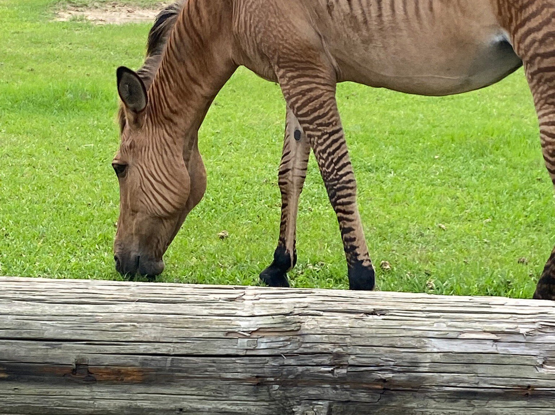 Gone Wild Safari Park-Pineville必去景点
