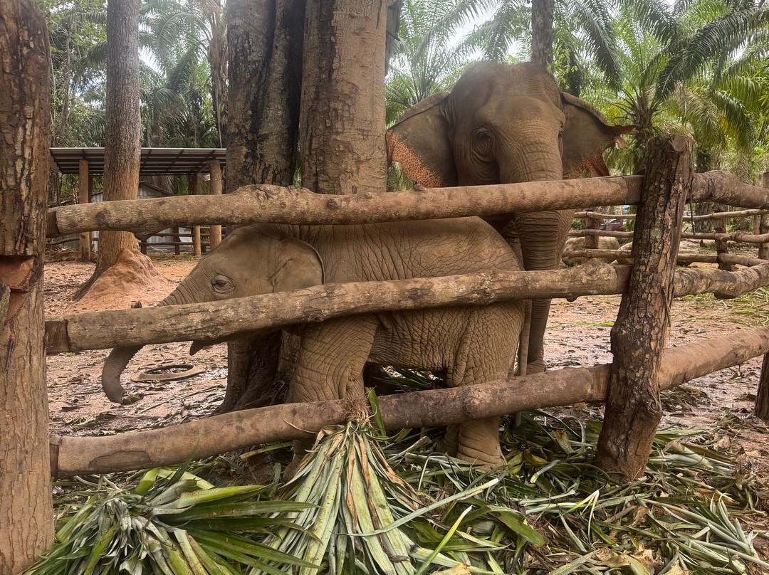 Following Giants - Krabi-Khlong Hin必去景点