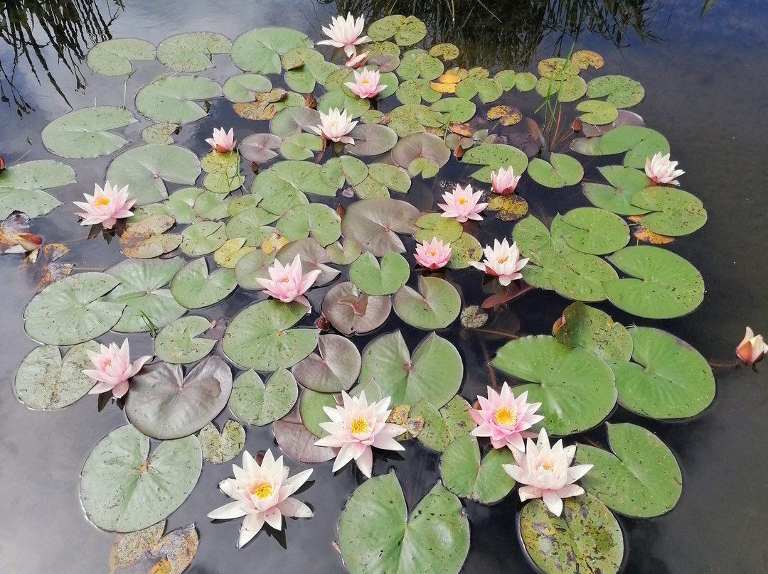 Tintinhull Garden-约维尔必去景点