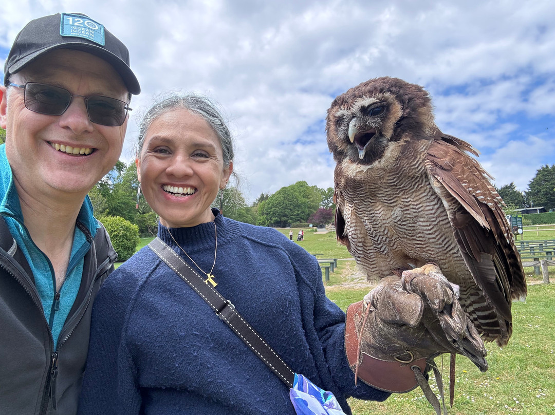 The Falconry Experience-纽波特必去景点