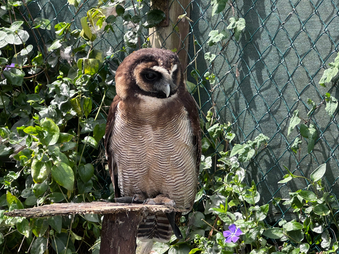 The Owls Trust-兰迪德诺必去景点