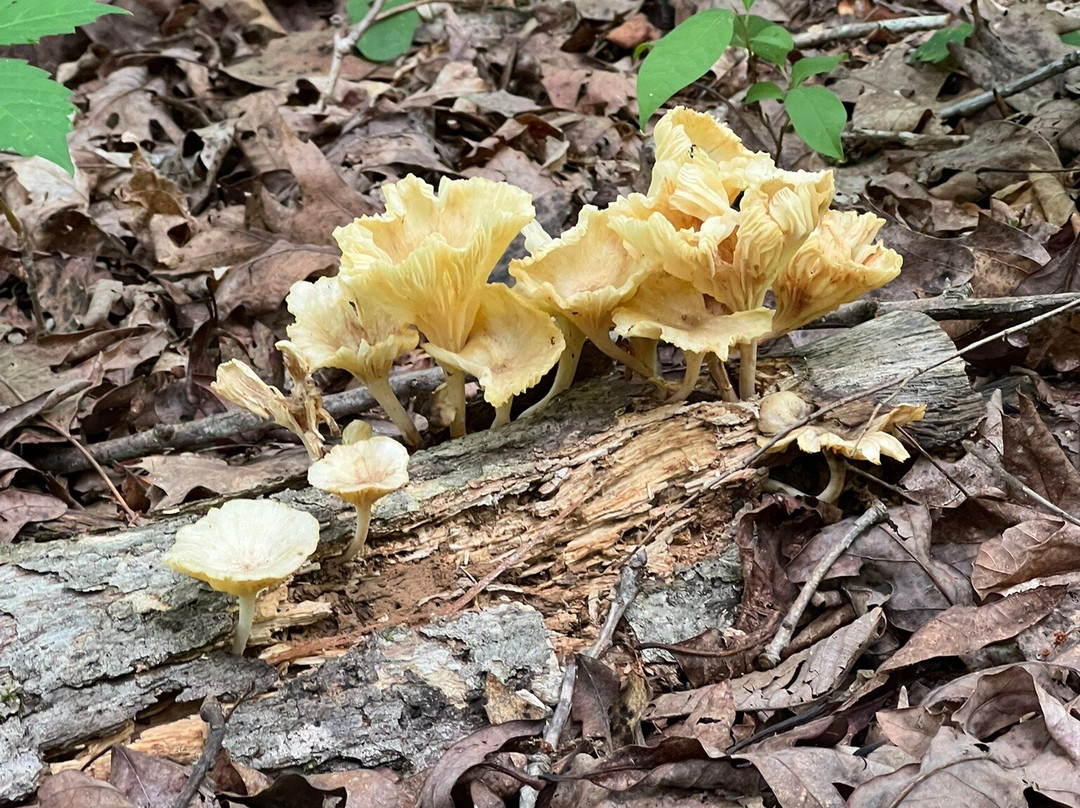 Montgomery Bell State Park-Burns必去景点